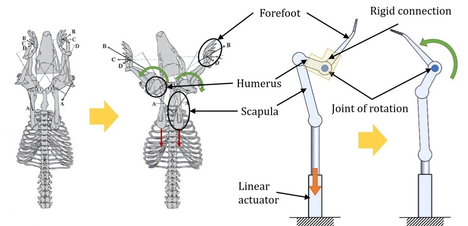 휴머럴 로테이션의 생물학적 구조 및 앞발의 생체모방 설계
