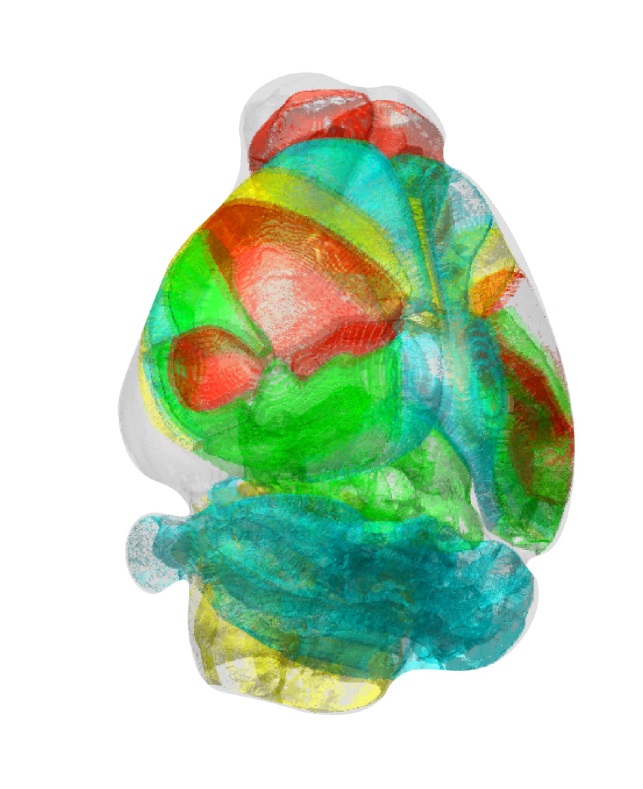 쥐의 표준화된 3차원 뇌 지도