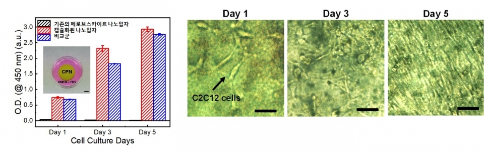 개발된 실록산으로 캡슐화된 페로브스카이트 나노 입자 복합체의 생체적합성 평가결과 (왼쪽) 및 세포성장 사진 (오른쪽). 기존의 페로브스카이트 나노입자는 세포가 잘 성장하지 못하는 반면, 본 연구에서 개발된 복합체는 비교군 대비 세포가 잘 자라는 것을 볼 수 있다.